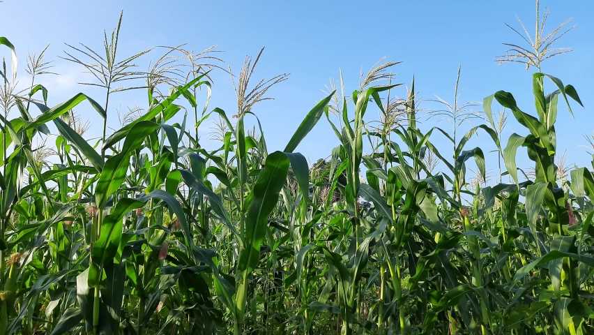 Corn Maize Agriculture Nature Field in blue sky background. Green corn field against blue sky, agricultural crop, corn cobs. Maize also known as corn.  Field Rural Farm. Green Maize Plants in India. Royalty-Free Stock Footage #1062720775