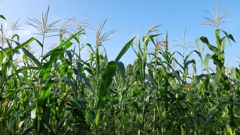 Corn Maize Agriculture Nature Field in blue sky background. Green corn field against blue sky, agricultural crop, corn cobs. Maize also known as corn.  Field Rural Farm. Green Maize Plants in India.