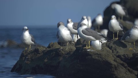 seagulls close up. wildlife seabirds, seagulls of East China Sea, Japan and the Kuril Islands. birdwatching, wild life animals. Seagulls on the stones on the shores of The Sea of Japan