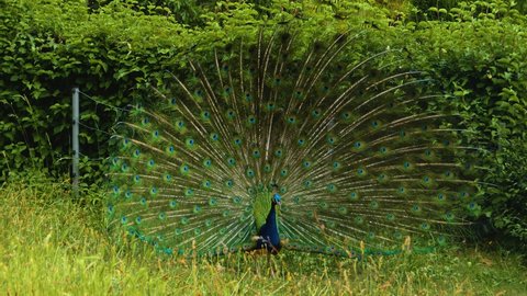 10x8ft Peacock Backdrop Beautiful Colourful Feather Plumage Background for Photography Safari Park Green Grass Outdoors Scenery Photo Booth YouTube Video Shoot Vinyl Studio Props