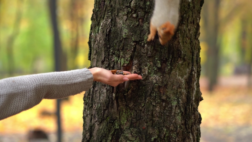 Walking in the autumn park, feeding the squirrel with nuts from the hand. The squirrel went down the tree to eat.