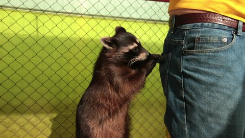 Crab-eating raccoon procyon cancrivorus steals a food from tourists at the zoo. Racoon kidnap something out of pocket. Animal city bandit
