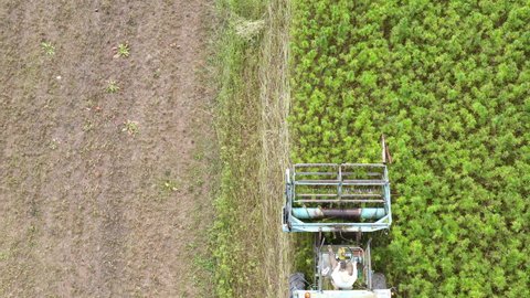 Tractor harvesting hemp. Aerial view of cannabis farming field.