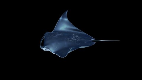 Isolated Manta Ray pelagic (Manta birostris)
 swimming loop with alpha channel matte,chromakey,
Manta Ray floating and search of plankton looking for food. Underwater scuba diving in Maldives