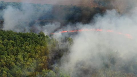 drone view,  forest fire, tongues of red flame burn a green forest. swallow birds circle in gray smoke. accident
