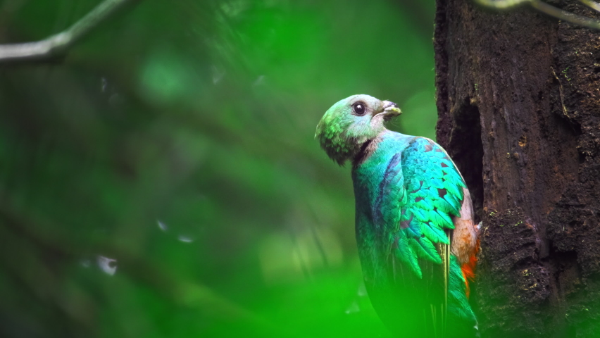 Female of Resplendent quetzal (Pharomachrus mocinno) sits on the branch in the humid forest of Monteverde National Park. Costa Rica Royalty-Free Stock Footage #1062729019