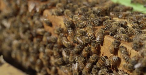 Close up Shot of Bees in a Hive 