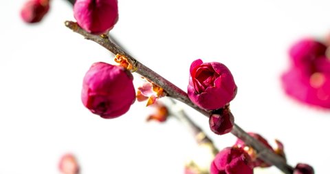 Time-lapse photography of the blooming of red plum blossoms.