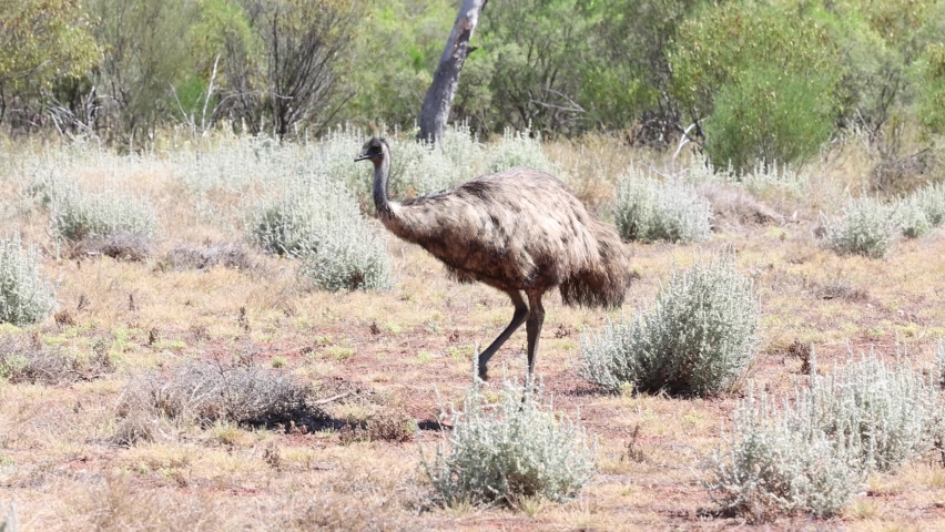 Australian Emu searching for food  Royalty-Free Stock Footage #1062734809