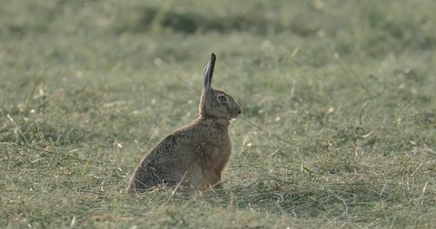 The European hare (Lepus europaeus) or brown hare