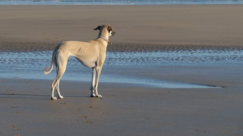 A brown Sloughi dog (Arabian greyhound) side profile at the beach in Essaouira, Morocco.