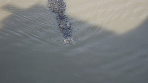 Big crocodiles in the river, lake. Crocodile in mud water.