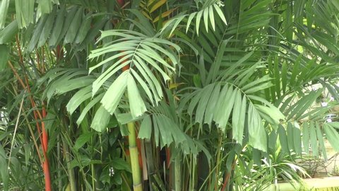 Tropical palm leaves (Areca palm) swaying gently in the wind. Suitable as  background for green screen.