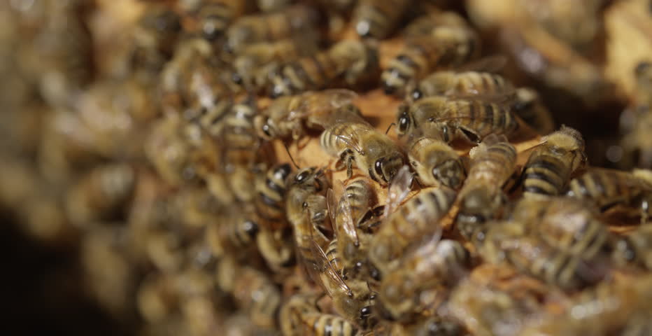 Close up Shot of Bees in a Hive - Macro crawling