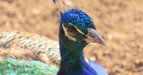 Indian peafowl (Pavo cristatus), also known as the common peafowl, and blue peafowl, is a peafowl species native to the India subcontinent.