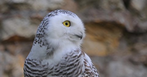 Snowy owl (Bubo scandiacus) is a large, white owl of the true owl family.It is sometimes also referred to, more infrequently, as the polar, white and the Arctic owl.