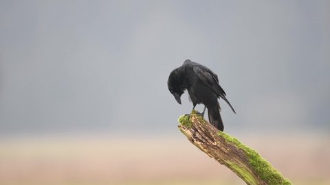 Raven ( Corvus corax ) close up