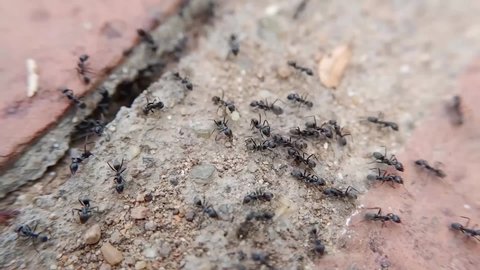 A colony of black ants To go for food