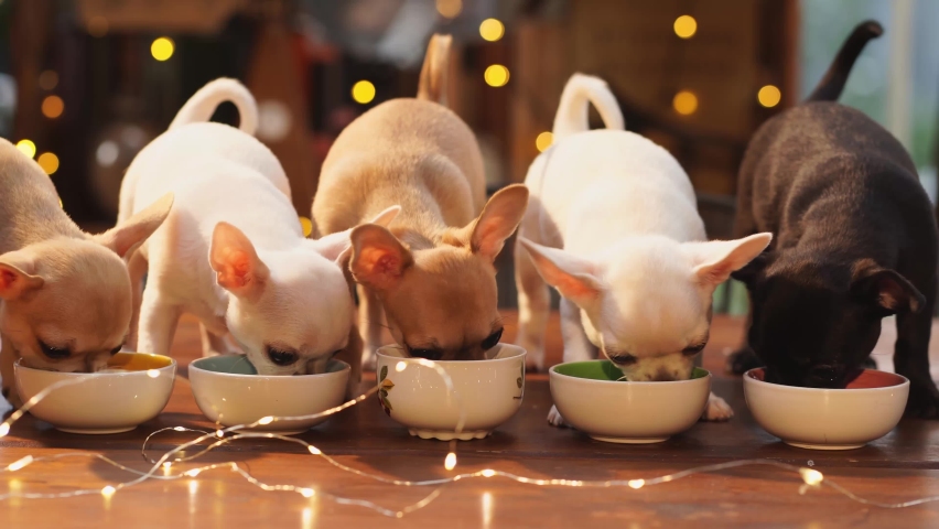 Three multi-colored Chihuahua puppies eat from bowls against the backdrop of a garland. breeding thoroughbred dogs. advertising pet food. New Year's Eve  | Shutterstock HD Video #1062756517