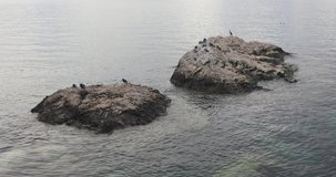 Wild Birds at Two Small Islands Adriatic Sea