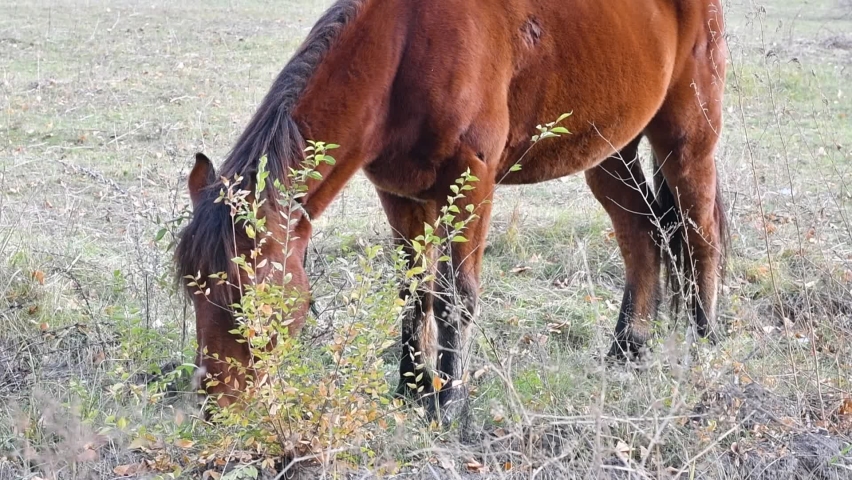 horse grazes in the meadow. big brown horse