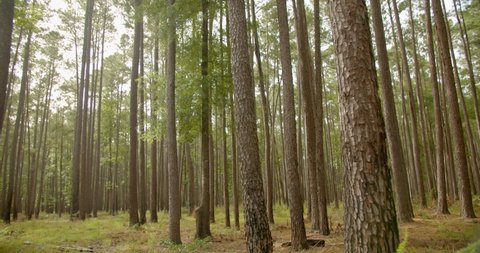 Beautiful Trees in Congaree National Park, South Carolina