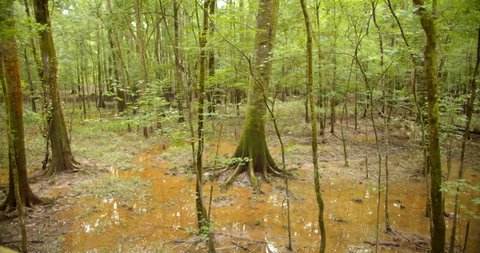 Old Growth Bottomland Hardwood Forest, Congaree National Park