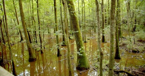 Bottomland Hardwood Forest in Congaree National Park, South Carolina