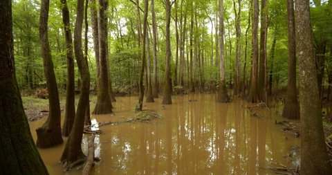 Bottomland Hardwood Forest in Congaree National Park, South Carolina