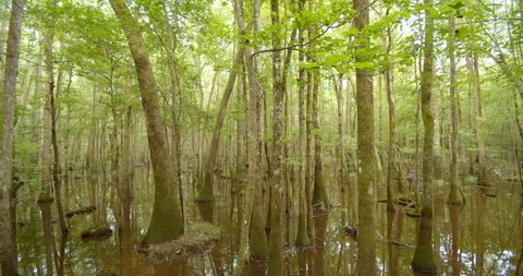 Trees and Forest in Congaree National Park, South Carolina