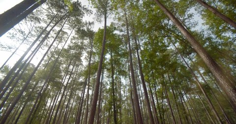 Beautiful Trees in Congaree National Park, South Carolina