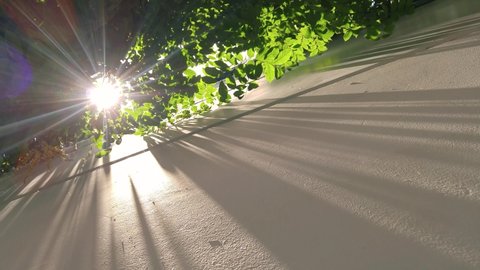 Sun casting long shadows  on white wall background through leaves of tree branches. 4K UHD.