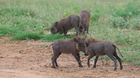A wide shot of four cute warthog piglets fighting in Kruger National Park.