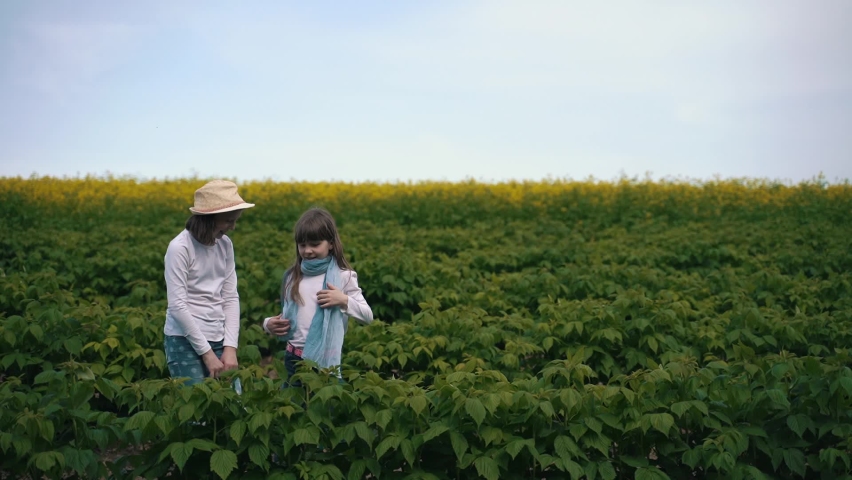 Two girls inspect and collect raspberries in the field
