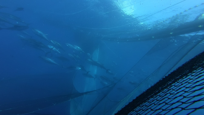 Aquaculture operation featuring bluefin tuna captured during the Mediterranean fishing season, en route to farming facilities.