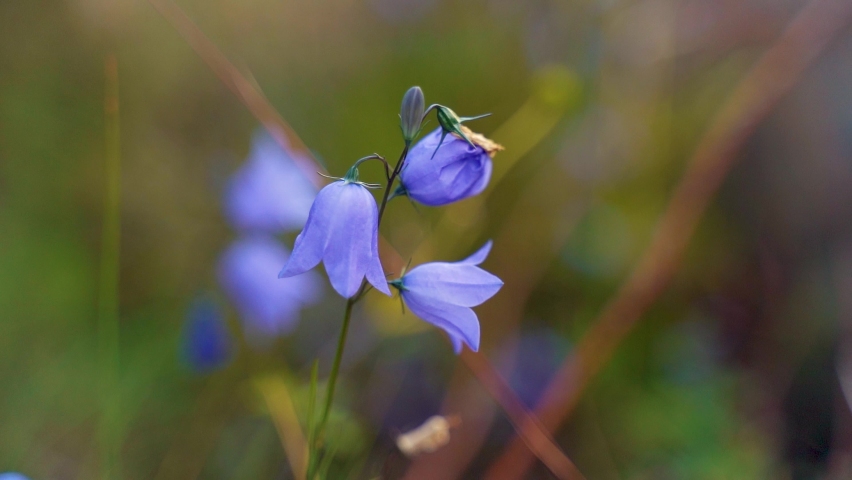 Close-up Of Purple Bell-shaped Wildflower Stock Footage Video (100% 