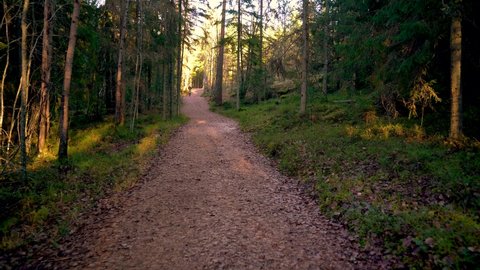 Hiking path through a forest. Relaxing hike down a remote path in the tranquil forest 