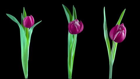 Time-lapse of opening tulips with ALPHA transparency channel isolated on blue background