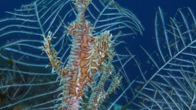 Harlequin-Ornate Ghostpipefish -Solenostomus paradoxus. Macro underwater world of Tulamben, Bali, Indonesia. 4k video.