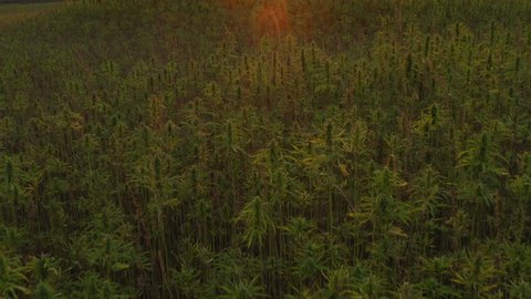 Wide aerial sunset view of a beautiful CBD hemp field. Cannabis plants cultivation.