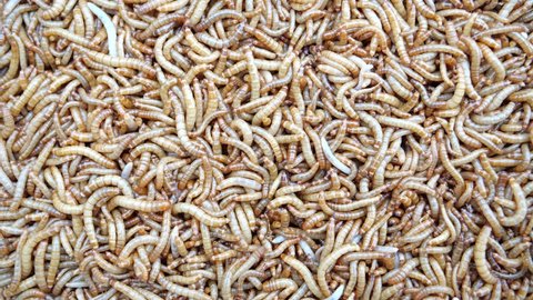 Top view fodder worms for exotic animals, 
A scatter of mealworm larvae,
used for feeding birds, reptiles or fish, Filming,Stages of the meal worm the life cycle of a mealworm,Many larvae crawling .