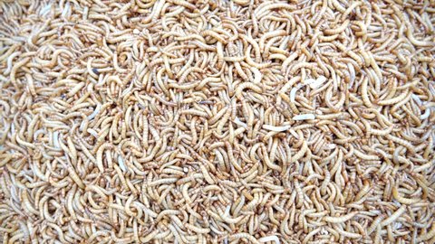 Top view fodder worms for exotic animals, 
A scatter of mealworm larvae,
used for feeding birds, reptiles or fish, Filming,Stages of the meal worm the life cycle of a mealworm,Many larvae crawling .
