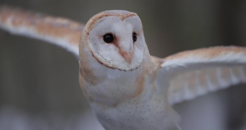 Wild barn owl flaps his wings in slow motion, 4k at 120fps
