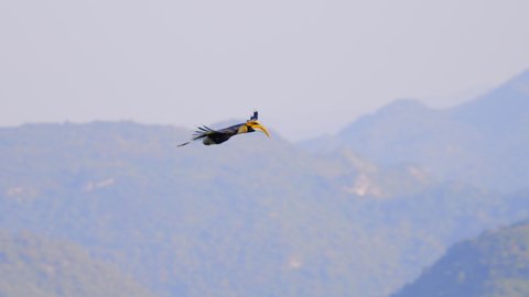 A Hornbill flying at eye level view over the rain forest mountain Khaoyai Nation park ,Thailand  