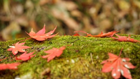Autumn fallen Maple leaves in red and orange color fall on the green moss that grows on the rock. Slow motion and Side view. Beautiful fall season nature