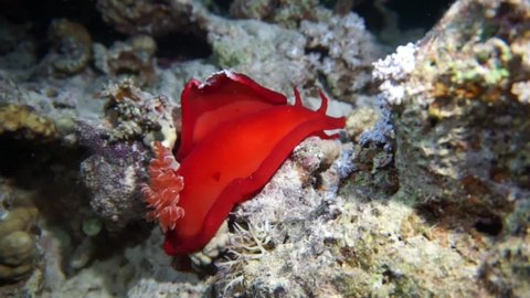 Unique nudibranchs, the Spanish dancer is the most unusual mollusk . Spanish dancer on the red sea reefs