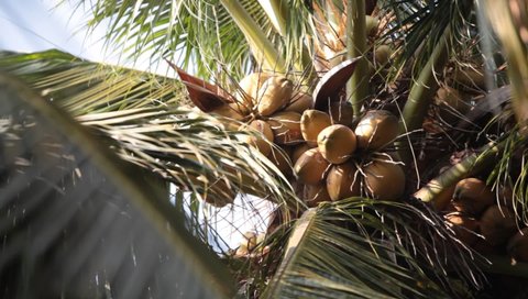Coconut tree palm tree tropical