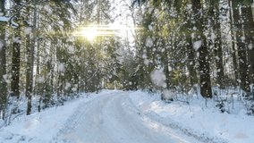 Snowy forest. Top down view in a snowy winter forest, natural landscape, frozen forests, Sunny landscape in winter forest