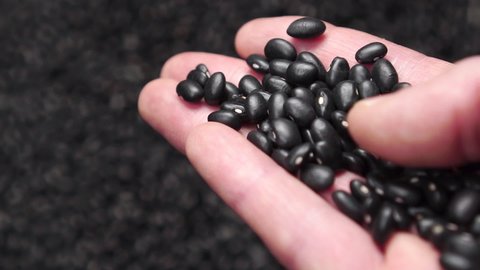 Closeup of black beans falling from the hand into a heap. Slow motion