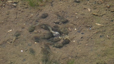 A Group of Tadpoles Swarming Meal